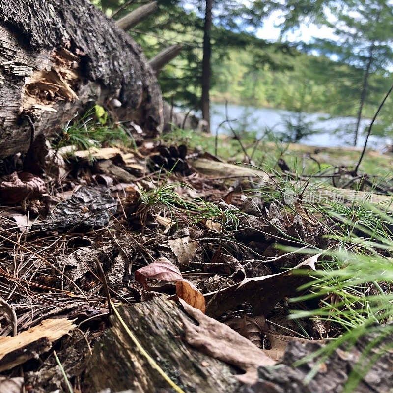 Scenes from a Forest  - Northeast USA - Ant’s Eye View